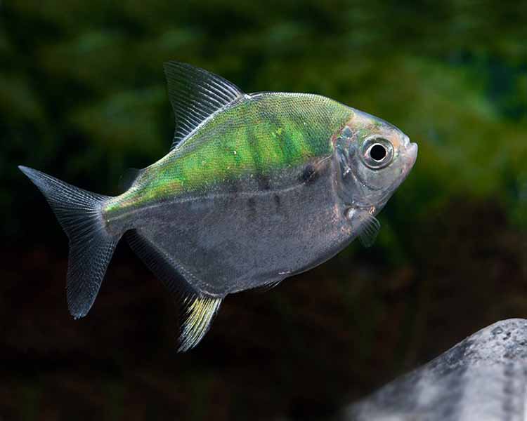 Myleus Setiger  ~ 3-4cm